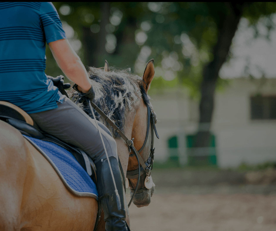 Intro to Horses Clinic Stock Photo